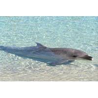 Dolphin Cove Experience in Negril