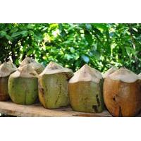 Dominican Republic Cultural Tour with Coconut Factory Visit