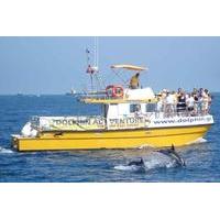 Dolphin Watching Excursion in Gibraltar