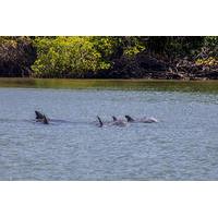 Dolphin Watching in Puerto El Morro from Guayaquil