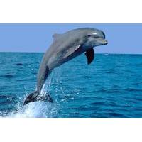 Dolphin Sightseeing Tour from Panama City Beach
