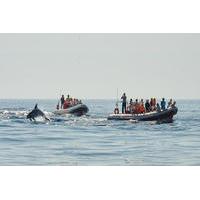 dolphin watching and caves trip from albufeira