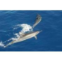 Dolphin Cruise to Shell Key
