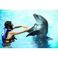 Dolphin Encounter at Aquaventuras Park with Entrance Ticket