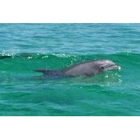 Dolphin Cruise into Gulf of Mexico