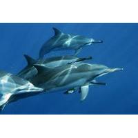 dolphin snorkel tour hawaii