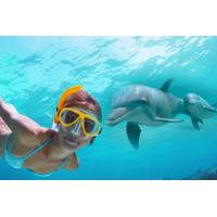 Dolphin Encounter and Snorkeling Combo at Shell Island