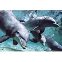 Dolphin Experience at the Miami Seaquarium