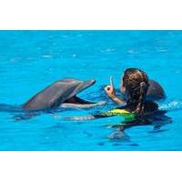 dolphin trainer for a day in cancun