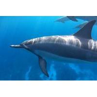 Dolphin Encounter and Kealakekua Bay Reef Snorkel