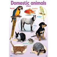 Domestic Animals Wall Chart