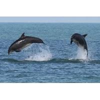 Dolphin Watching for Two