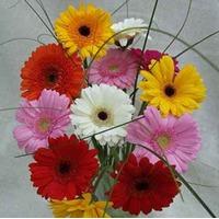 Dozen Gerbera Bouquet