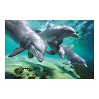 Dolphins Underwater - Maxi Poster - 61 x 91.5cm
