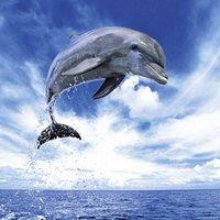 Dolphin, Andy Rouse Jigsaw Puzzle