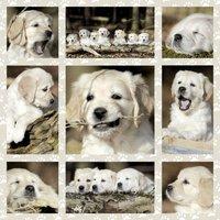 Dog Kids Jigsaw Puzzle