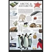 Dorling Kindersley Arctic And Antarctic Maxi Poster