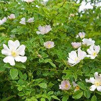 dog rose hedging 1 bare root hedging plant