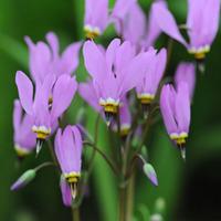 Dodecatheon meadia - 6 x 9cm potted dodecatheon plants