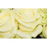 Dozen Luxury White Roses