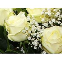 Dozen Luxury White Roses with Gypsophila
