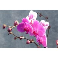 Double Stemmed Pink Orchid