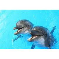 Dolphin Shallow Water Interaction - 20 mins