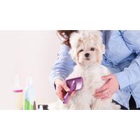 Dog Grooming Online Diploma Course