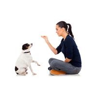 Dog Behaviour and Training Online Course