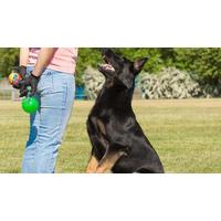 Dog Training Audio Course
