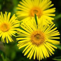 doronicum caucasicum little leo 12 doronicum plug tray plants