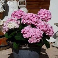 Double-Flowered Hydrangea \'Love\' plant 9cm