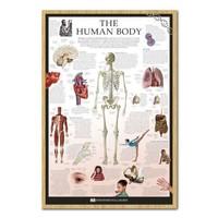 dorling kindersley human body poster cork pin memo board beech framed  ...