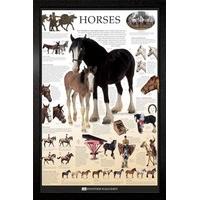 Dorling Kindersley - Horses Framed Poster - 94.5x64cm