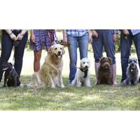 dog behaviour and training