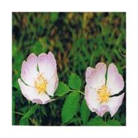 dr bach wild rose bach flower remedy 10ml