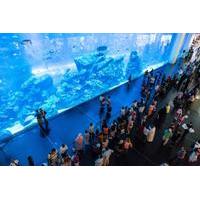 Dubai Aquarium & Underwater Zoo - Researcher Package