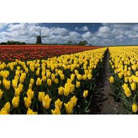 dutch windmills and countryside day trip from amsterdam including chee ...