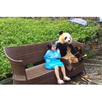 dujiangyan panda base with optional volunteering and photo taking with ...