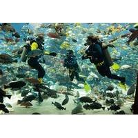 Dubai Atlantis Predator Dive Experience for Certified Divers