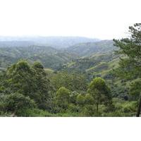 Durban Shore Excursion: Valley of 1000 Hills and PheZulu Tour