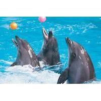 dubai city tour and dolphin show