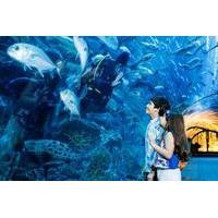 Dubai Aquarium and Underwater Zoo - Explorer Package