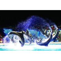 Dubai Dolphinarium Dolphin and Seal Show