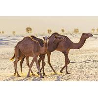 Dubai Desert Morning Tour in 4x4 Vehicle: Camel Ride, Quad Bike Tour, Sandboarding and Camel Farm