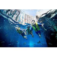 Dubai Atlantis Ultimate Snorkel Experience