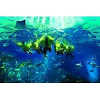 Dubai Atlantis Discover Scuba Dive