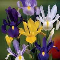 Dutch Iris Collection 50 Bulbs