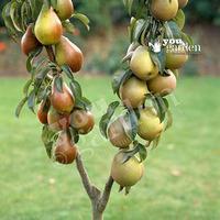 Duo Fruit Tree - Pear Conference & Concorde