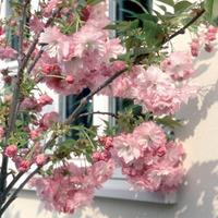 Dwarf Japanese Flowering Cherry Tree
